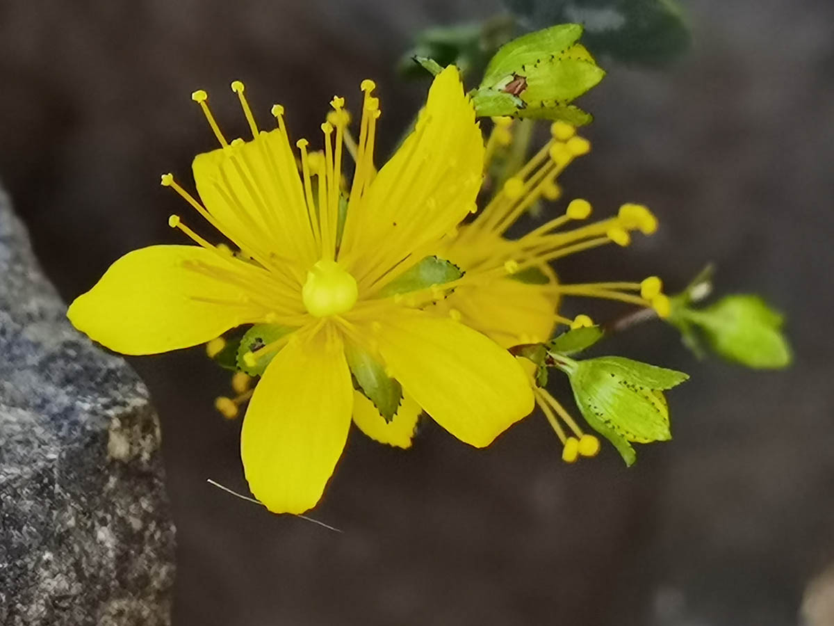 Hypericum balearicum